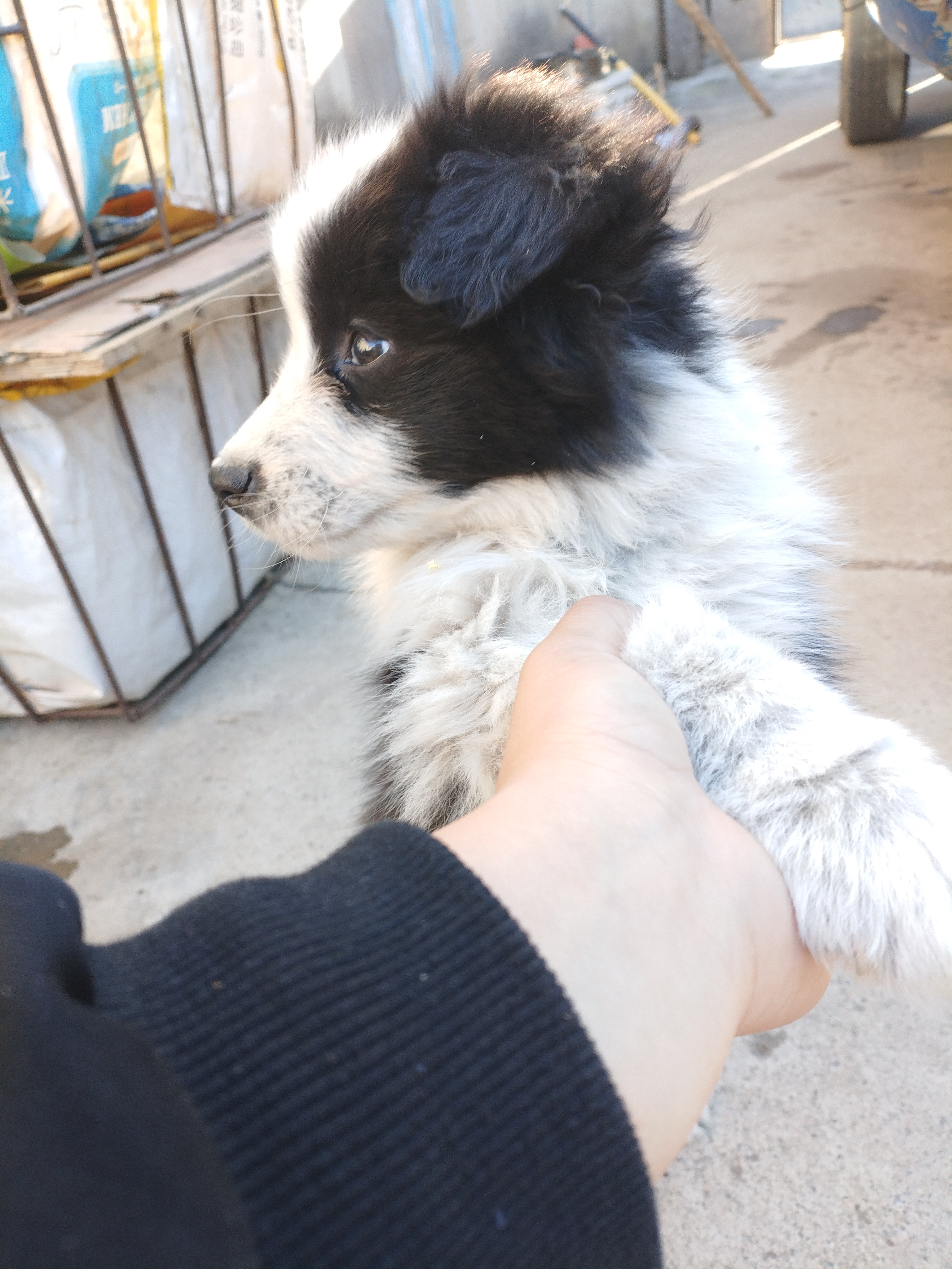 两个月的边牧幼犬  价钱可商议